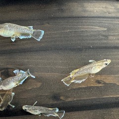 夢中メダカ直系フロマージュ若魚の画像