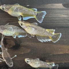 夢中メダカ直系フロマージュ若魚の画像