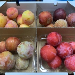 すもも☆訳あり1ケース（4P入）No.3の画像