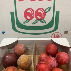 すもも☆訳あり1ケース（4P入）No.3の画像