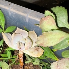 多肉植物　差し上げますの画像