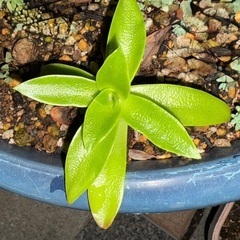多肉植物　差し上げますの画像