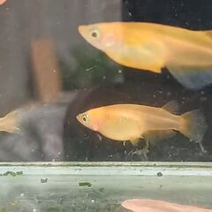 楊30新体型（2ペア）の画像