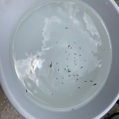 【無料・7月23日16時】メダカ 「 オロチ」稚魚・針子(1cm未満) 【NO.5】  の画像