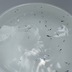 ランキングキーワードに紐づく投稿画像-メダカ