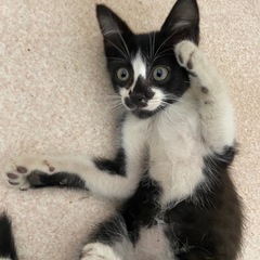 【生後2ヶ月🐈‍⬛！】クロシロの子猫 