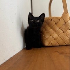 【お話中】コロコロした黒猫　男の子