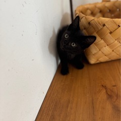 🌟コロコロした黒猫　男の子