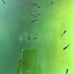 メダカ　クラウドグレーダイヤ　5匹の画像