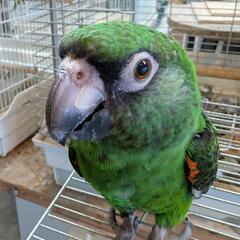 ズアカハネナガインコ　27万円税別