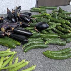 ★募集終了しました★　→→野菜の袋詰め　（8月中旬まで）