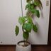 ランキングキーワードに紐づく投稿画像-観葉植物