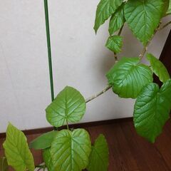 観葉植物　ウンベラータ　曲がり仕立ての画像