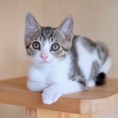 生後2ヶ月くらい　雄猫　保護猫