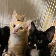 子猫3か月 - 佐賀市