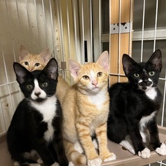 子猫3か月
