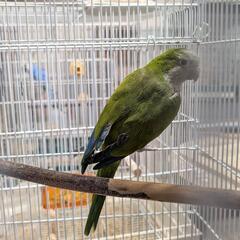 オキナインコ　85000 税別