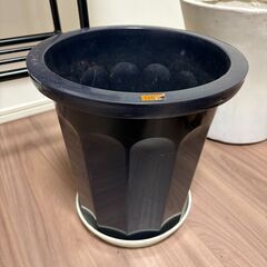 大型の植物の鉢をお譲りしますの画像