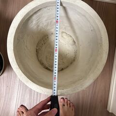 大型の植物の鉢をお譲りしますの画像