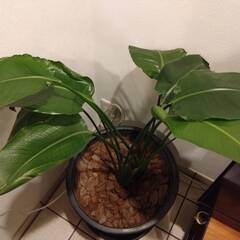 観葉植物の画像