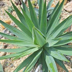 グロリオサ大株の画像