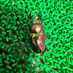 ニジイロクワガタ　ペアの画像