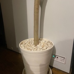 観葉植物　
ウンベラータの画像