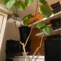 観葉植物　
ウンベラータの画像
