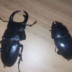 オオクワガタ川西産ペア　♂58ミリ　♀41ミリ（lot.b③.c⑯）の画像