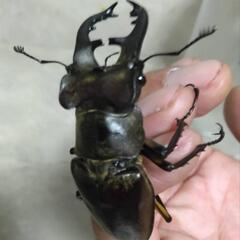 ミヤマクワガタの画像