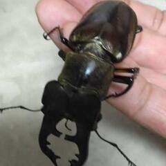 ミヤマクワガタの画像
