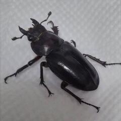 ミヤマクワガタの画像