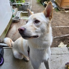 中型ミックス犬　2024年9月生まれ