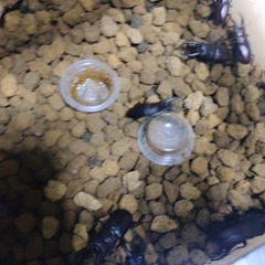 カブトムシ/クワガタムシ０円の画像