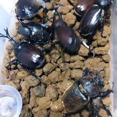 カブトムシ/クワガタムシ０円の画像