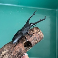 【即ブリ可】ギラファノコギリクワガタ(ケイスケ)　WF5　ペア　♂:102.0mm×♀フリーの画像