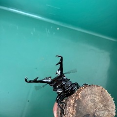 【即ブリ可】ギラファノコギリクワガタ(ケイスケ)　WF5　ペア　♂:102.0mm×♀フリーの画像