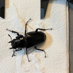 【即ブリ可】ギラファノコギリクワガタ(ケイスケ)　WF5　ペア　♂:102.0mm×♀フリーの画像