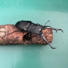 【即ブリ可】ギラファノコギリクワガタ(ケイスケ)　WF5　ペア　♂:102.0mm×♀フリーの画像