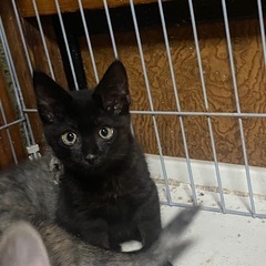 黒猫ちゃん 子猫 約1ヶ月