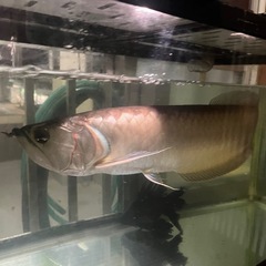シルバーアロワナの画像
