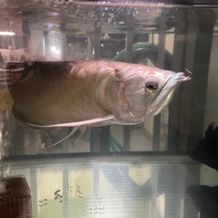 シルバーアロワナの画像