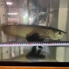 シルバーアロワナの画像