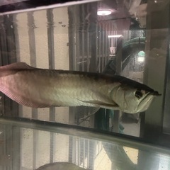シルバーアロワナの画像