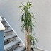 ランキングキーワードに紐づく投稿画像-観葉植物