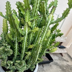 ユーフォルビア・ラクテア（魔界麒麟・マカイキリン ）多肉植物　観葉植物の画像