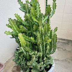 ユーフォルビア・ラクテア（魔界麒麟・マカイキリン ）多肉植物　観葉植物の画像