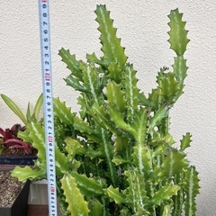 ユーフォルビア・ラクテア（魔界麒麟・マカイキリン ）多肉植物　観葉植物の画像