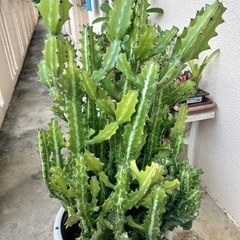 ユーフォルビア・ラクテア（魔界麒麟・マカイキリン ）多肉植物　観葉植物の画像