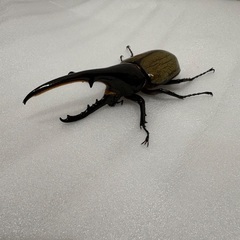 ヘラクレスオオカブト　♂ 1匹の画像